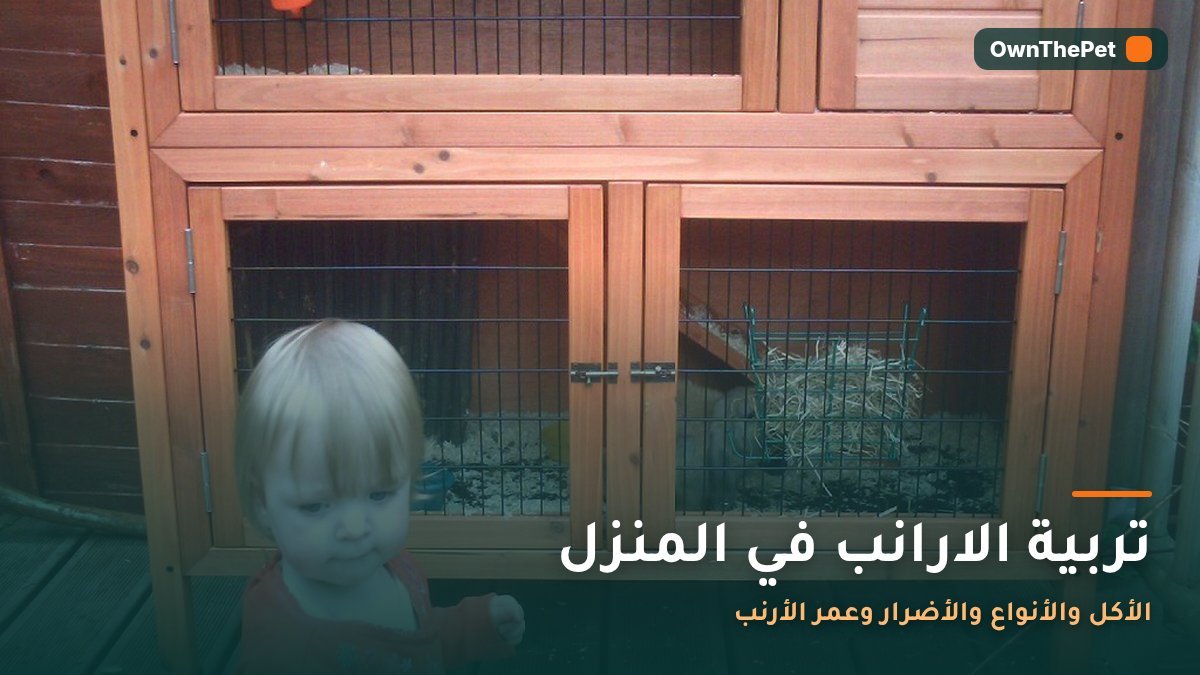 تربية الارانب في المنزل: الأكل والأنواع والأضرار وعمر الأرنب