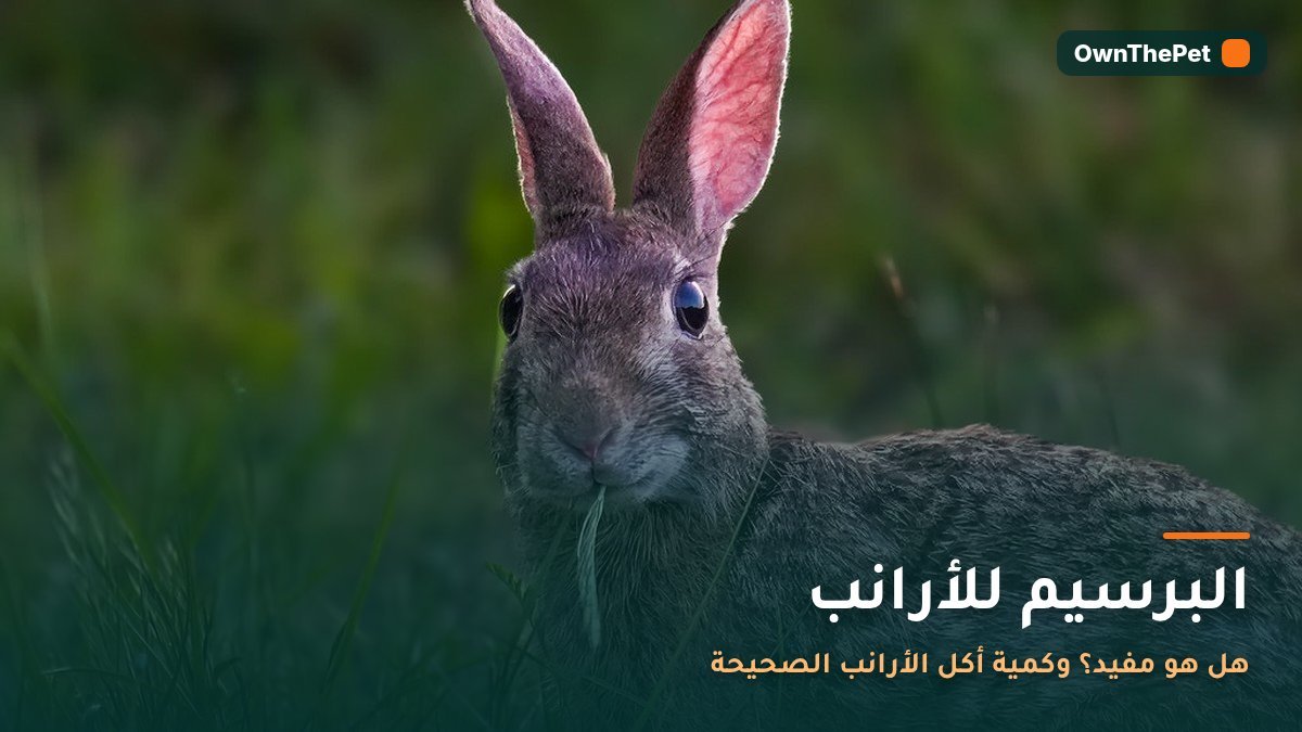 البرسيم للأرانب: هل هو مفيد؟ وكمية أكل الأرانب الصحيحة