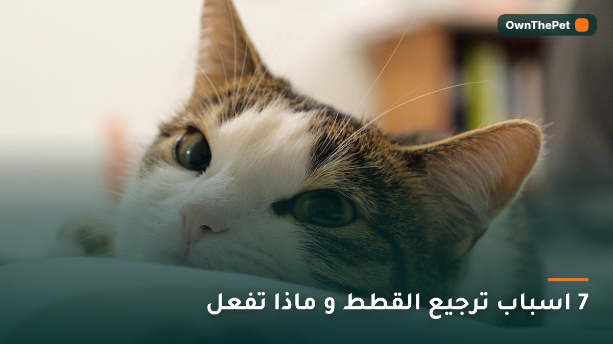 7 اسباب ترجيع القطط و ماذا تفعل