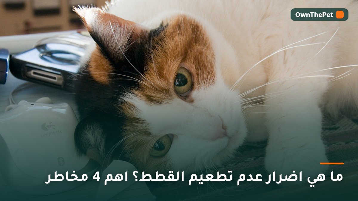 ما هي اضرار عدم تطعيم القطط؟ اهم 4 مخاطر