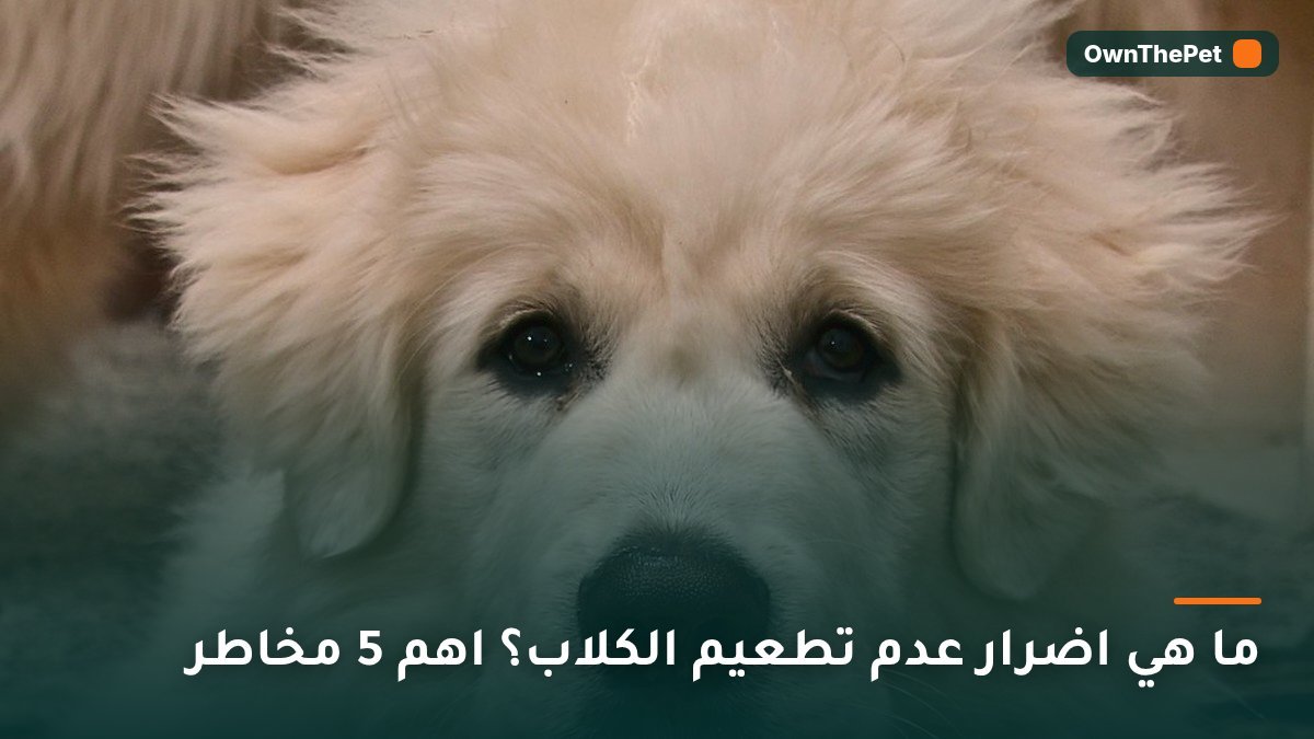 ما هي اضرار عدم تطعيم الكلاب؟ اهم 5 مخاطر