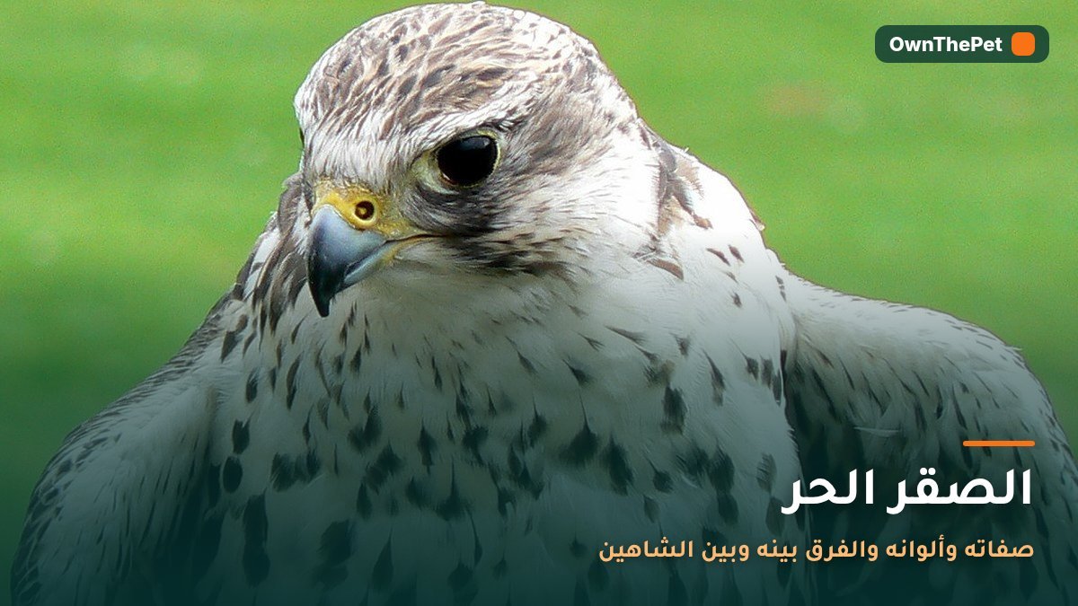 الصقر الحر: صفاته وألوانه والفرق بينه وبين الشاهين