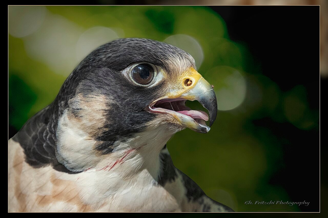الفرق بين الحر والشاهين