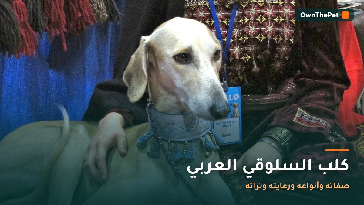 كلب السلوقي العربي: صفاته وأنواعه ورعايته وتراثه