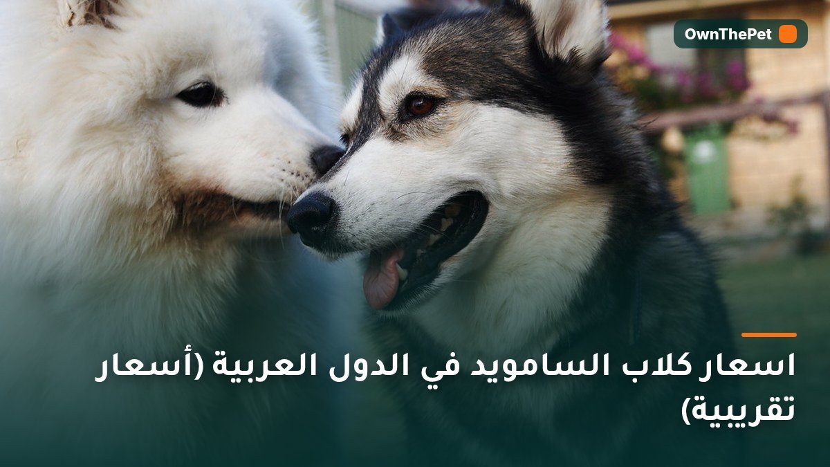 اسعار كلاب السامويد في الدول العربية (أسعار تقريبية)