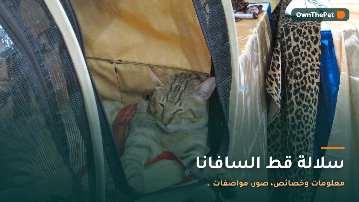 سلالة قط السافانا: معلومات وخصائص، صور، مواصفات …