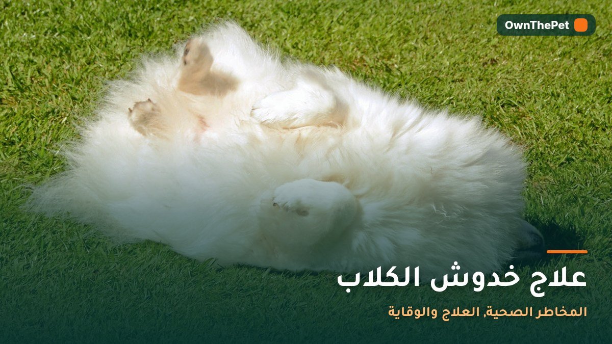 علاج خدوش الكلاب: المخاطر الصحية, العلاج والوقاية
