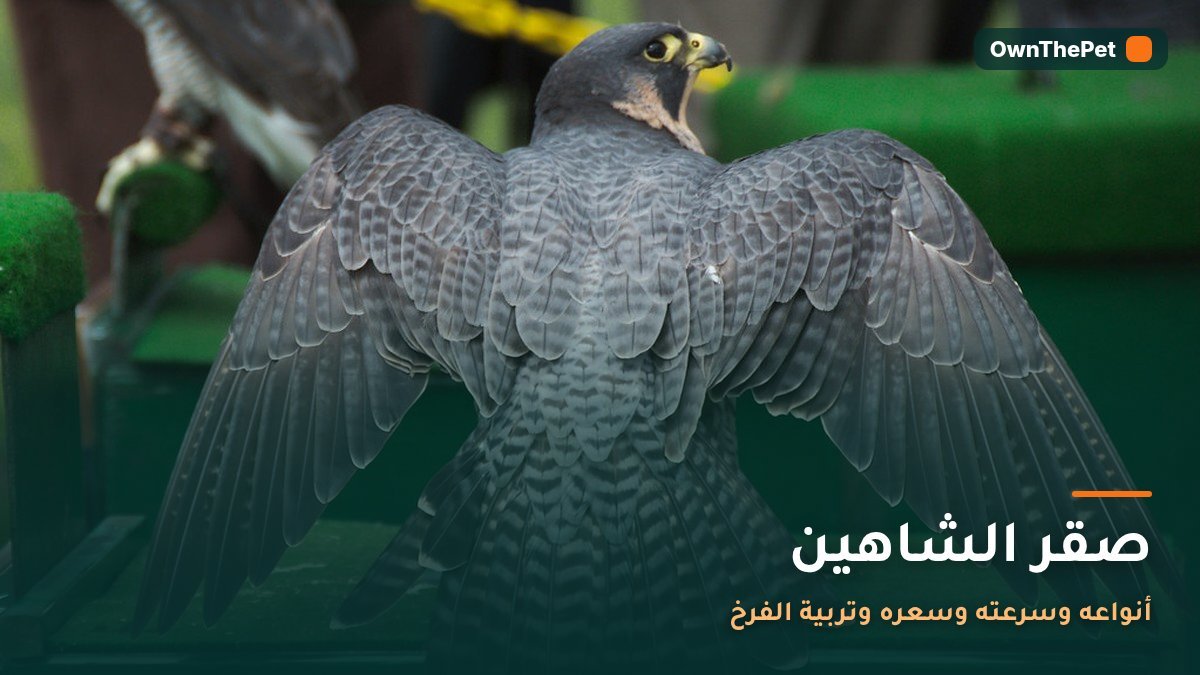 صقر الشاهين: أنواعه وسرعته وسعره وتربية الفرخ