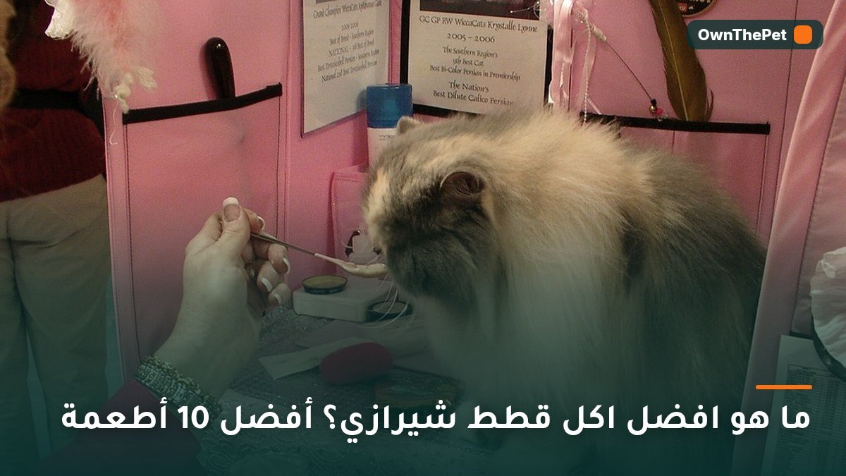 ما هو افضل اكل قطط شيرازي؟ أفضل 10 أطعمة