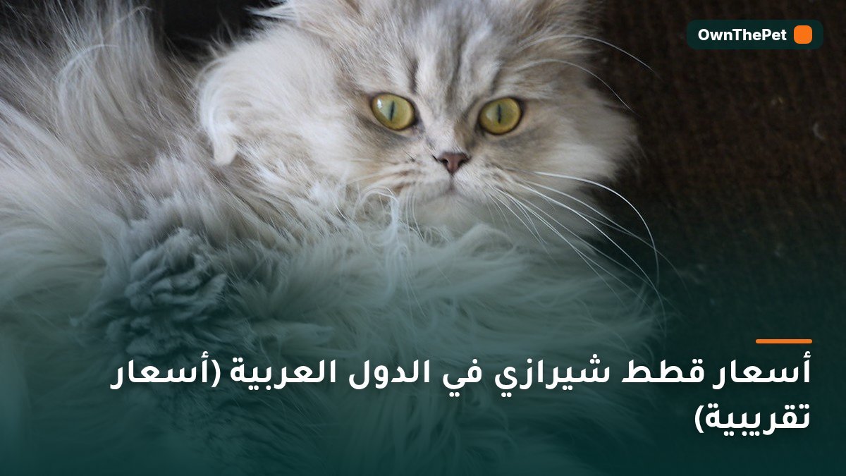 أسعار قطط شيرازي في الدول العربية (أسعار تقريبية)