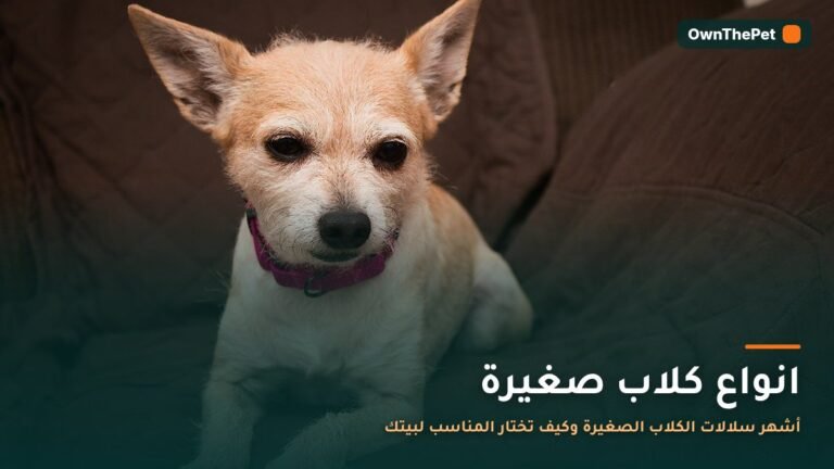 مجموعة من الكلاب الصغيرة بسلالات مختلفة تجلس معًا