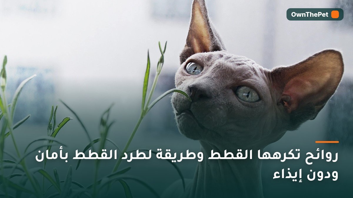 قطة تشم نباتًا في الحديقة