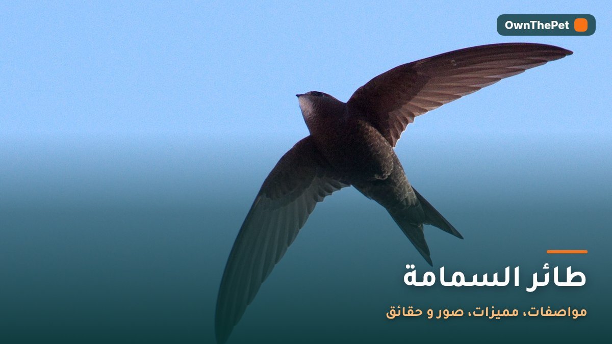 طائر السمامة: مواصفات، مميزات، صور و حقائق