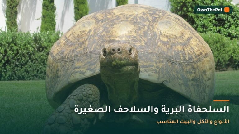 السلحفاة البرية والسلاحف الصغيرة: الأنواع والأكل والبيت المناسب