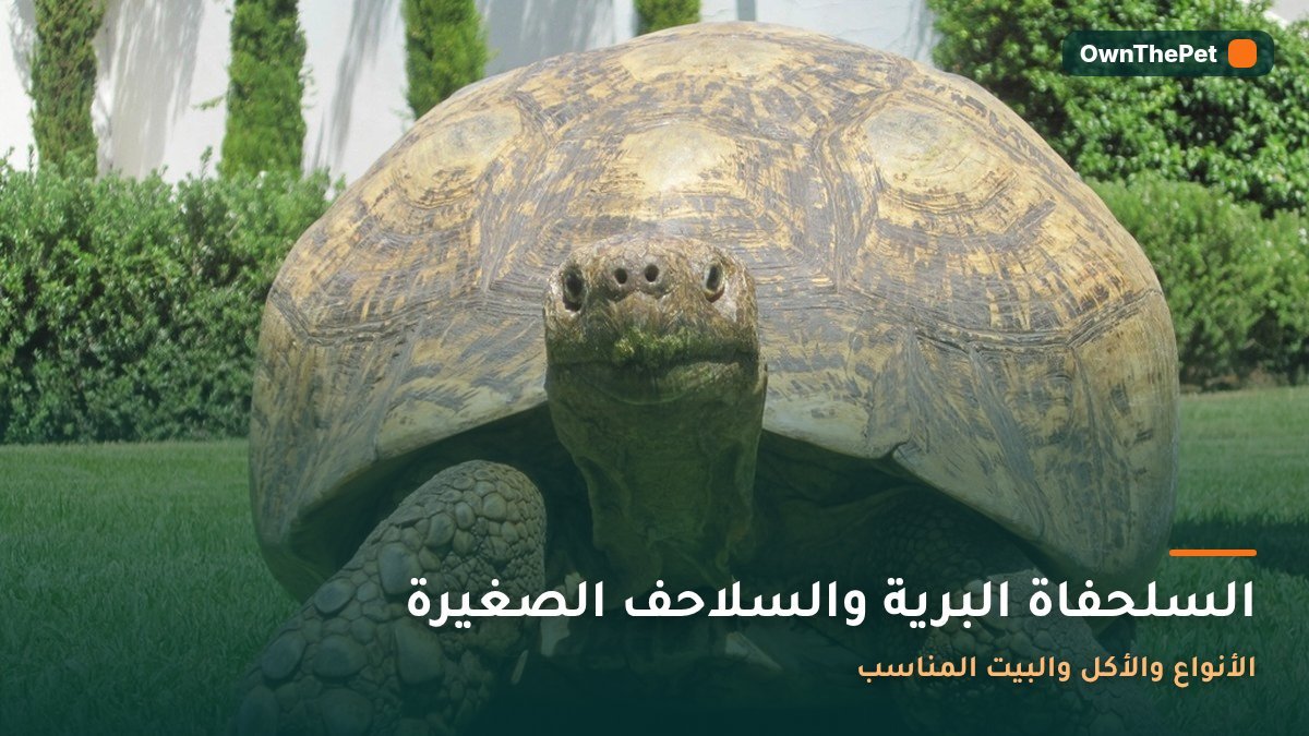 السلحفاة البرية والسلاحف الصغيرة: الأنواع والأكل والبيت المناسب