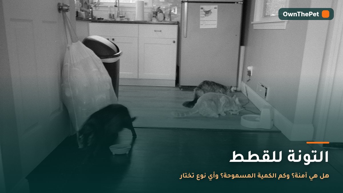 قطة تأكل قطعًا صغيرة من التونة في صحن