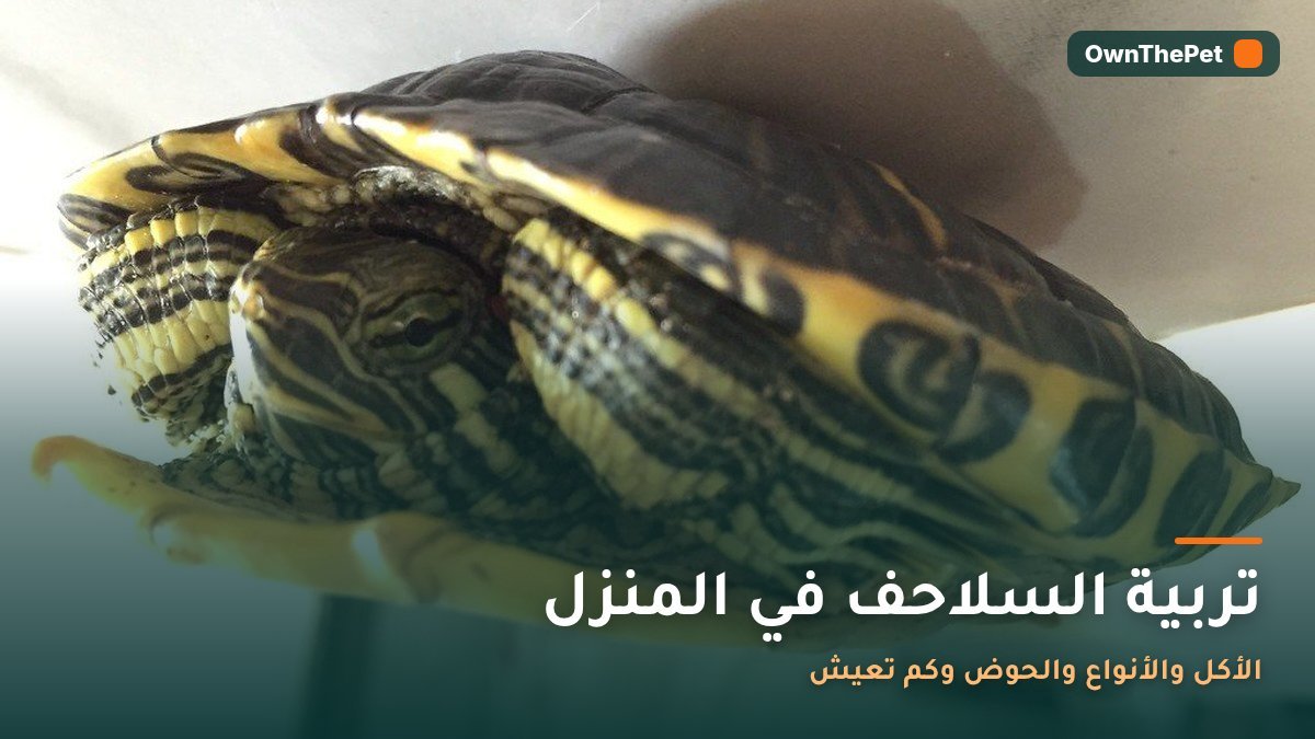 تربية السلاحف في المنزل: الأكل والأنواع والحوض وكم تعيش