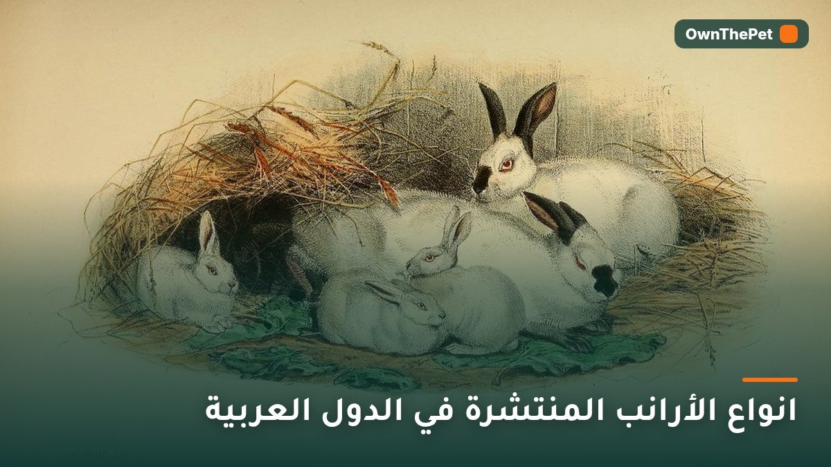 انواع الأرانب المنتشرة في الدول العربية