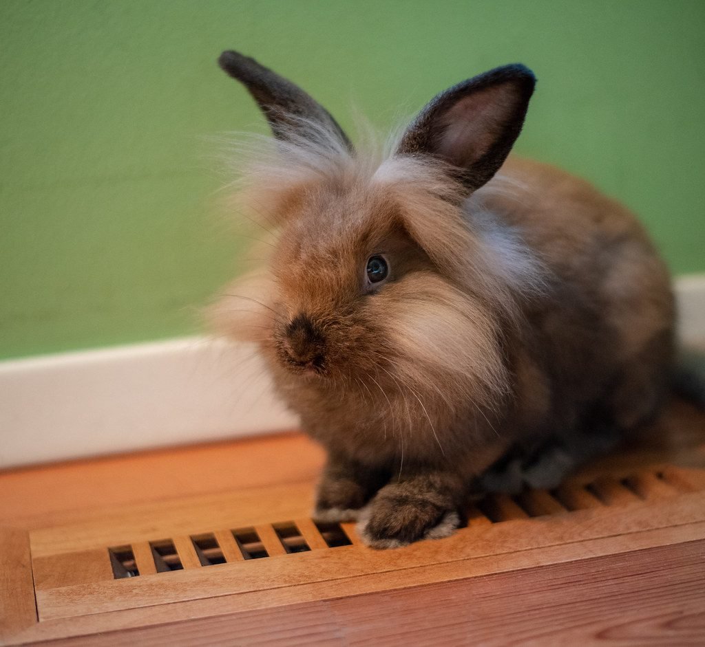 انواع الأرانب المنتشرة في الدول العربية