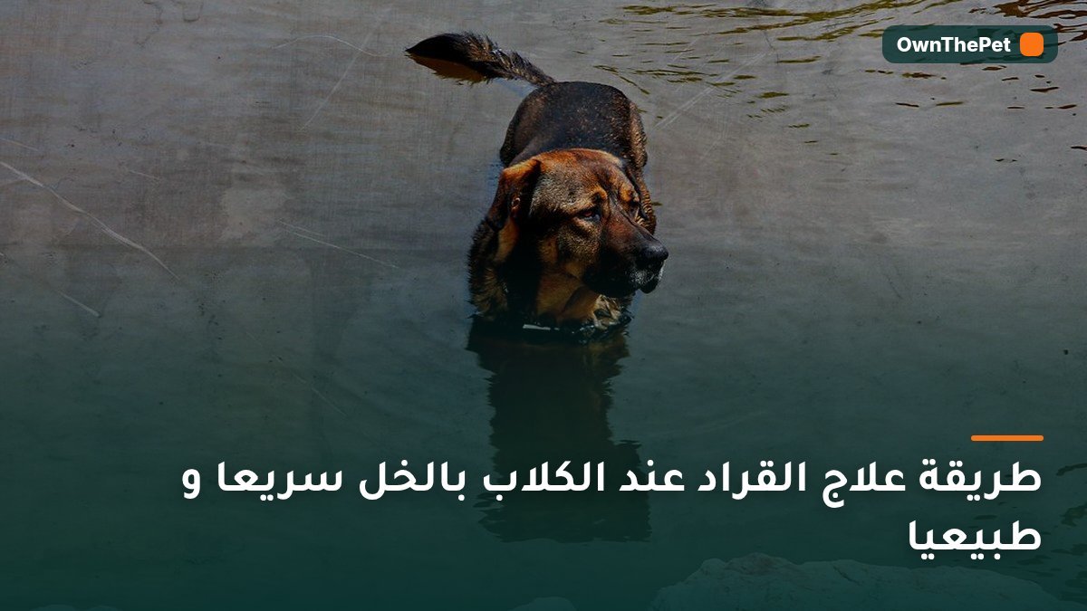 طريقة علاج القراد عند الكلاب بالخل سريعا و طبيعيا