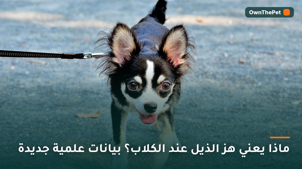 ماذا يعني هز الذيل عند الكلاب؟ بيانات علمية جديدة