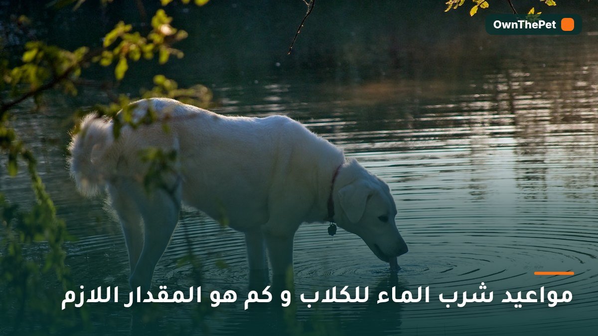 مواعيد شرب الماء للكلاب و كم هو المقدار اللازم