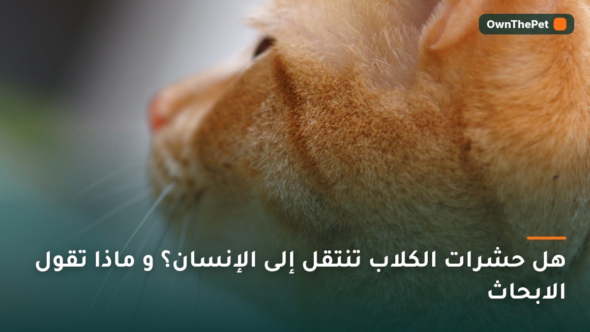 هل حشرات الكلاب تنتقل إلى الإنسان؟ و ماذا تقول الابحاث
