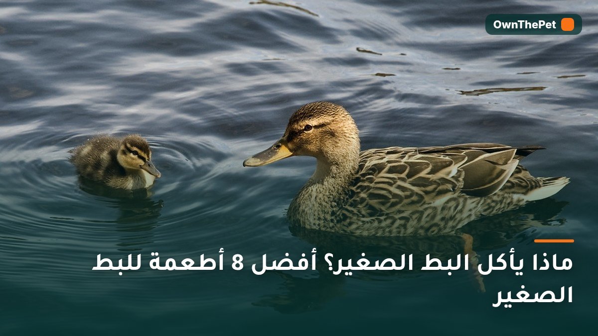 ماذا يأكل البط الصغير؟ أفضل 8 أطعمة للبط الصغير