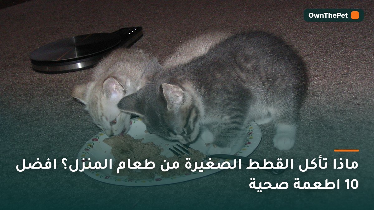 ماذا تأكل القطط الصغيرة من طعام المنزل؟ افضل 10 اطعمة صحية