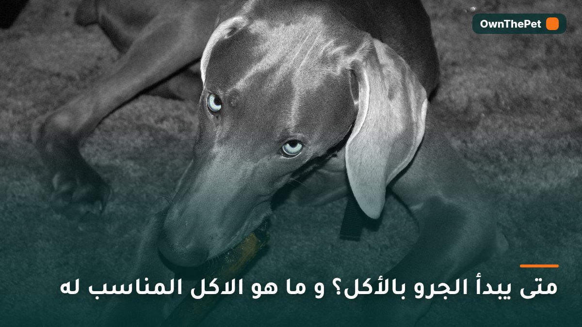 متى يبدأ الجرو بالأكل؟ و ما هو الاكل المناسب له
