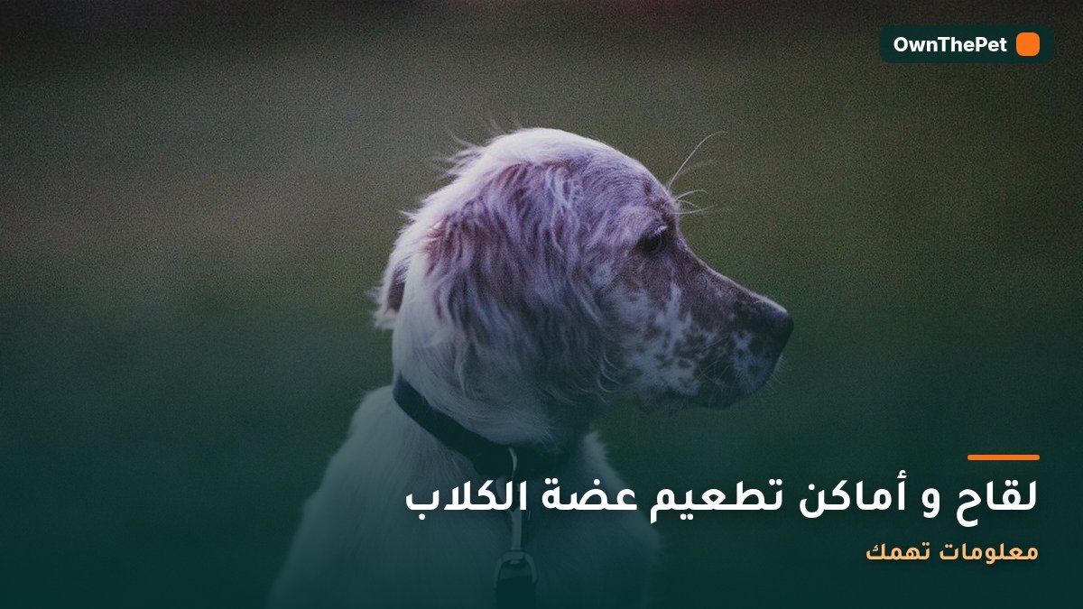 لقاح و أماكن تطعيم عضة الكلاب: معلومات تهمك