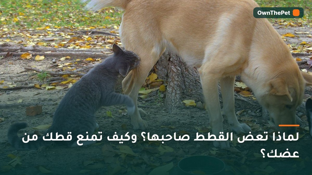 لماذا تعض القطط صاحبها؟ وكيف تمنع قطك من عضك؟