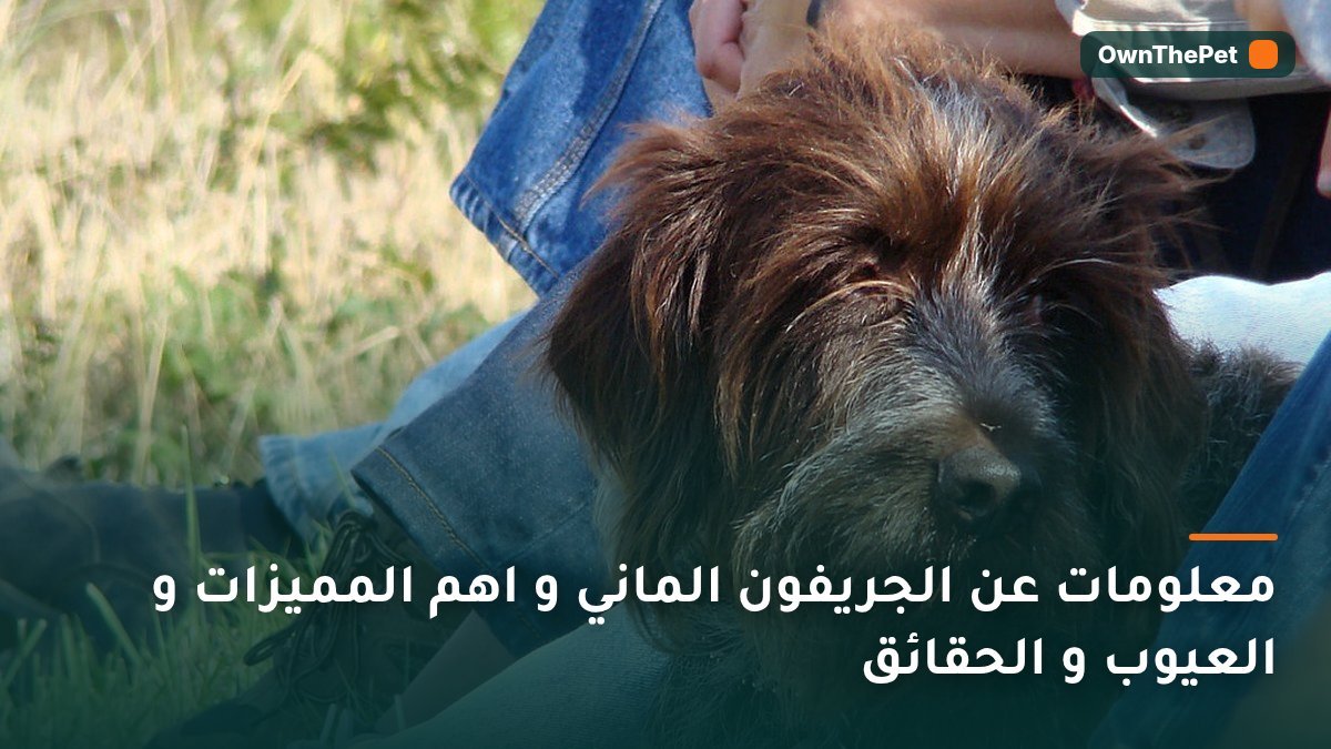 معلومات عن الجريفون الماني و اهم المميزات و العيوب و الحقائق